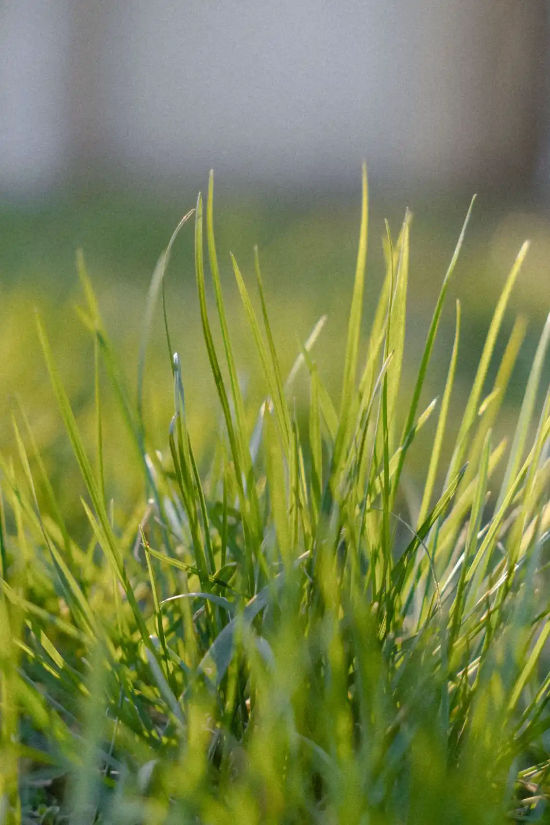 Dense green fescue grass
